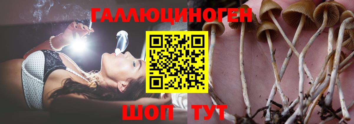 Псилоцибиновые грибы GOLDEN TEACHER Сибай